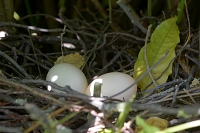 houtduif eieren (Columba palumbus) 6-2017 1585
